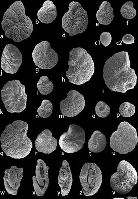 The bivalve-bearing carbonate platform on the east Tethys during the middle Eocene and its response to the Tethys transgression